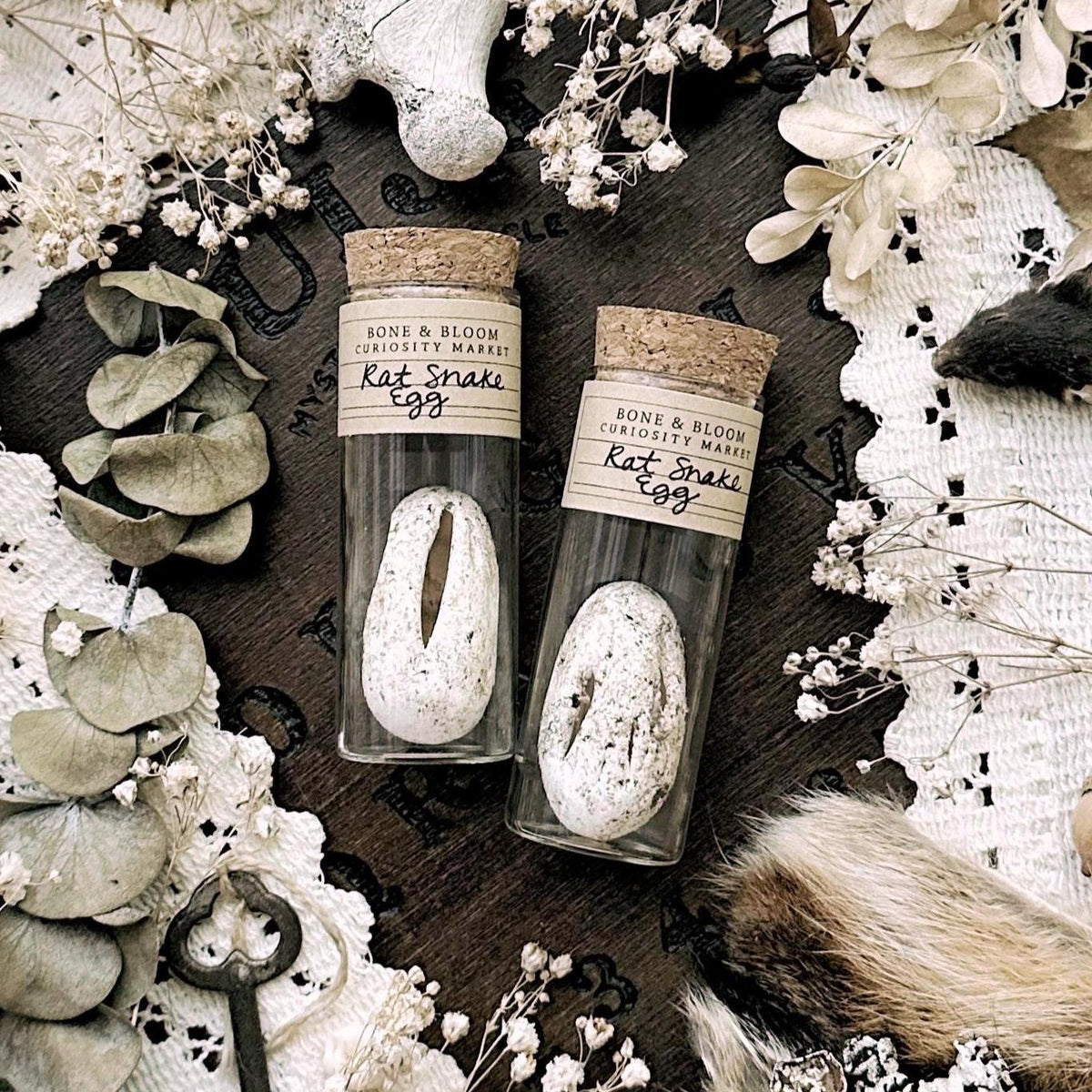 One Real Dried Rat Snake Egg in Glass Vial – No. 01