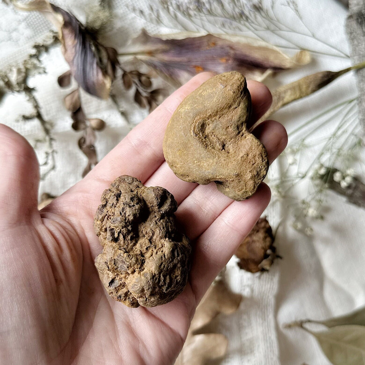 One Large Mystery Coprolite Fossil (Fossilized Poop)