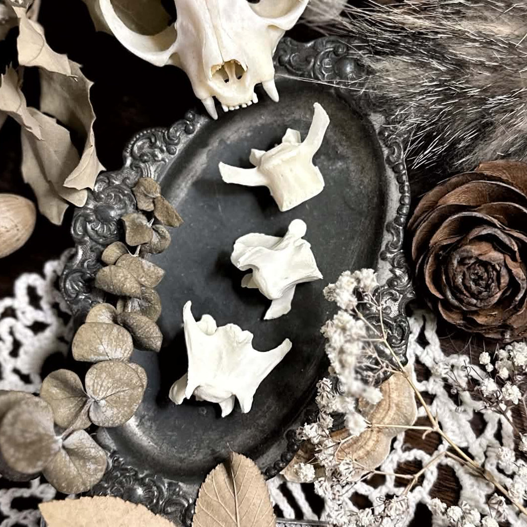 Collection of 3 Real Cat Vertebrae Bones – Large