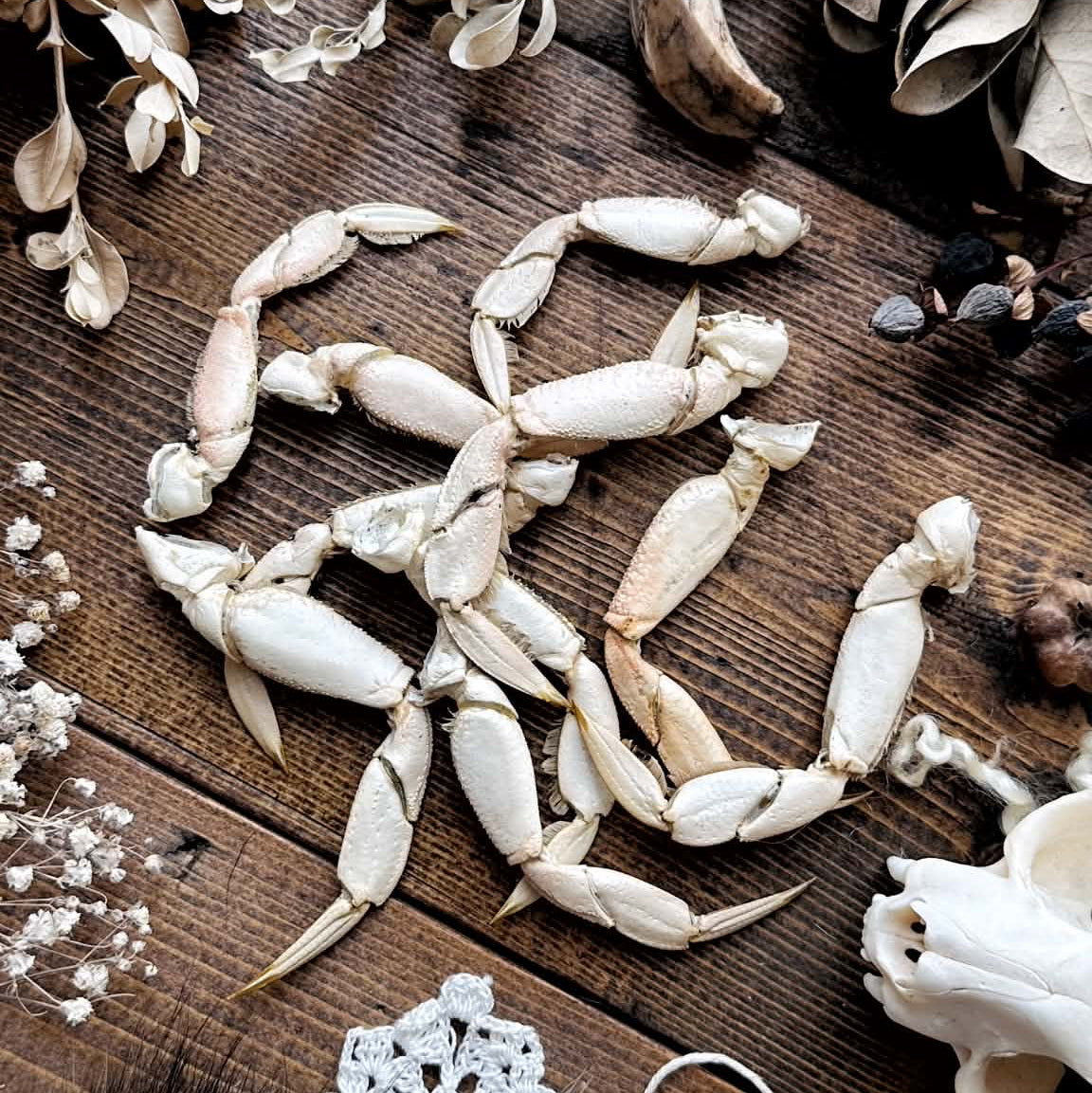 One Real Small Dried Dungeness Crab Leg