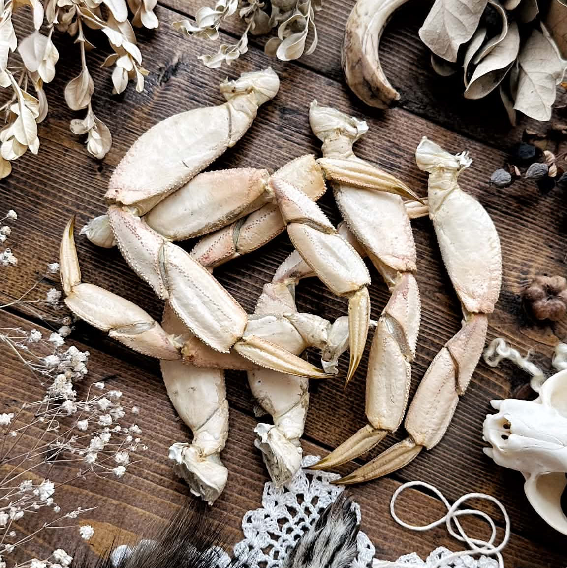One Real XL Dried Dungeness Crab Leg