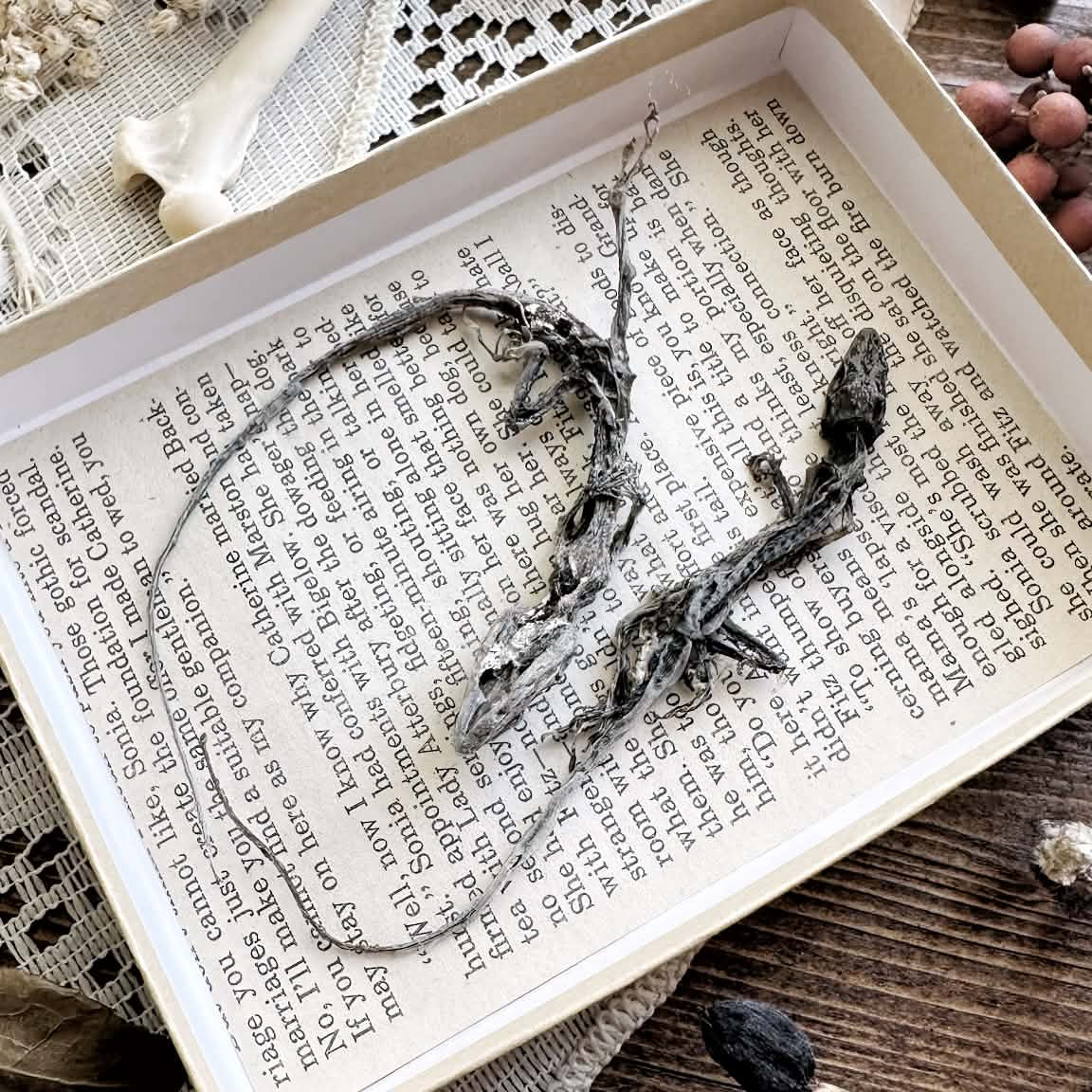 Real Mummified Lizard Specimens