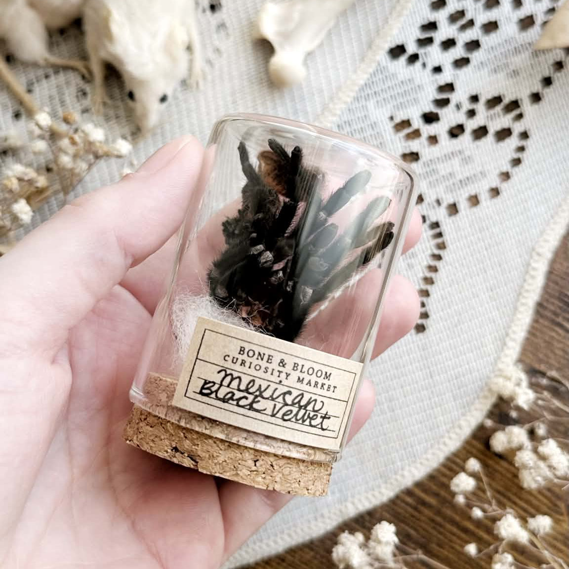 Real Mexican Black Velvet Tarantula Molt in Glass Vial