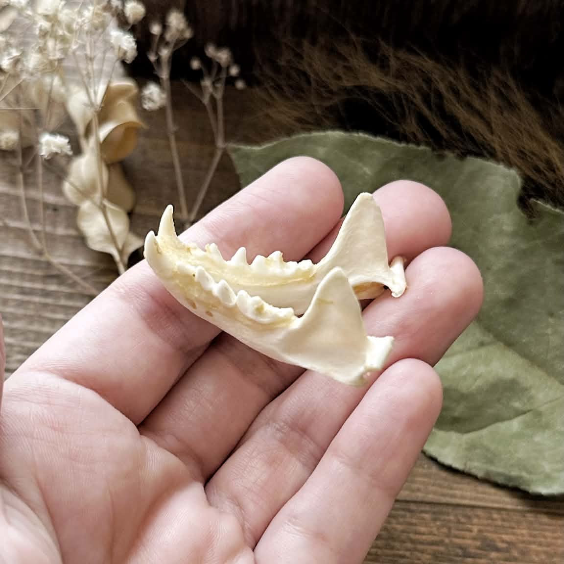 Real Full Rustic Mink Jawbone