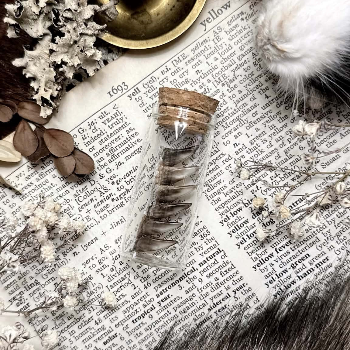 Real Rhino Iguana Spikes in Glass Vial – No. 03