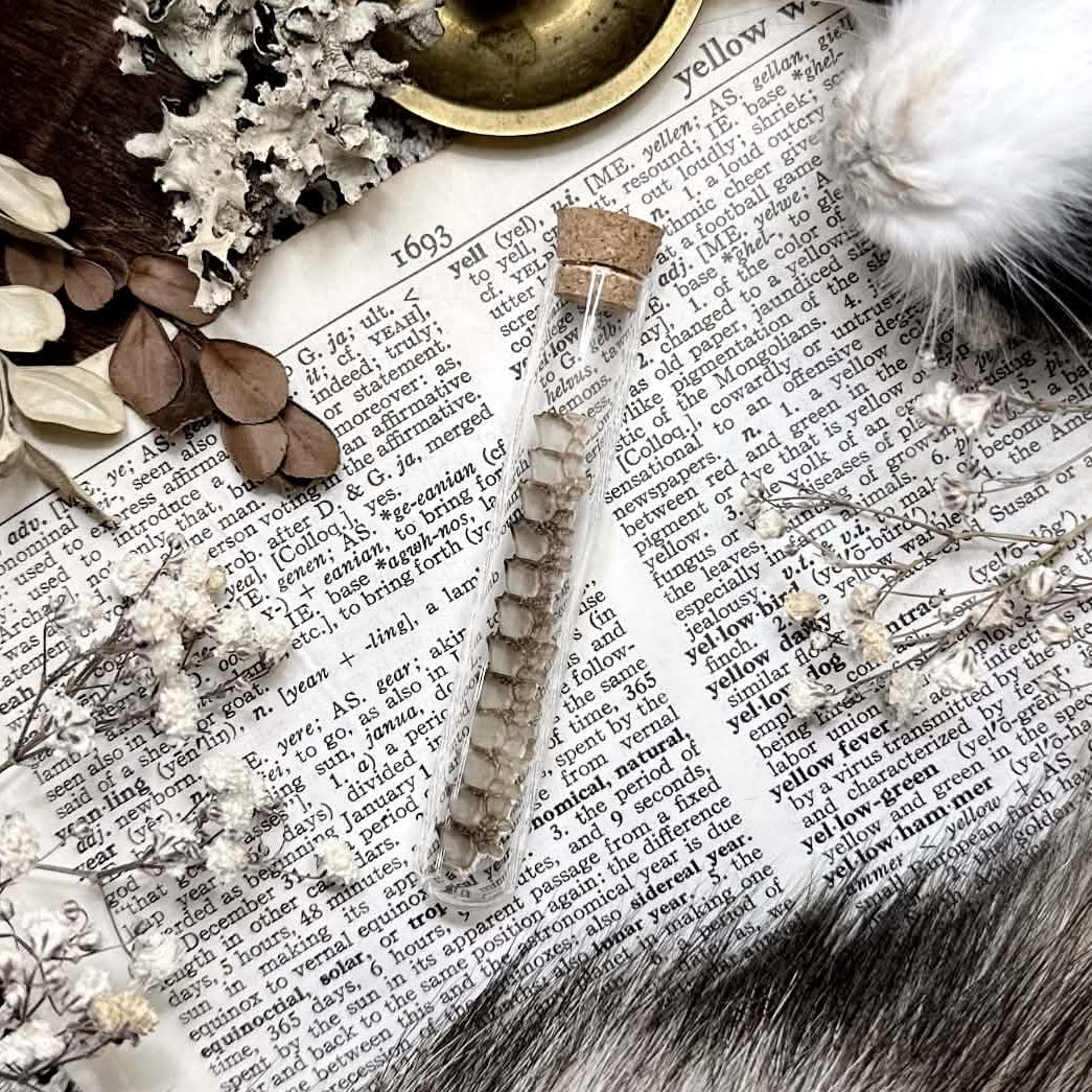 Real Petite Rhino Iguana Spikes in Glass Vial – No. 06