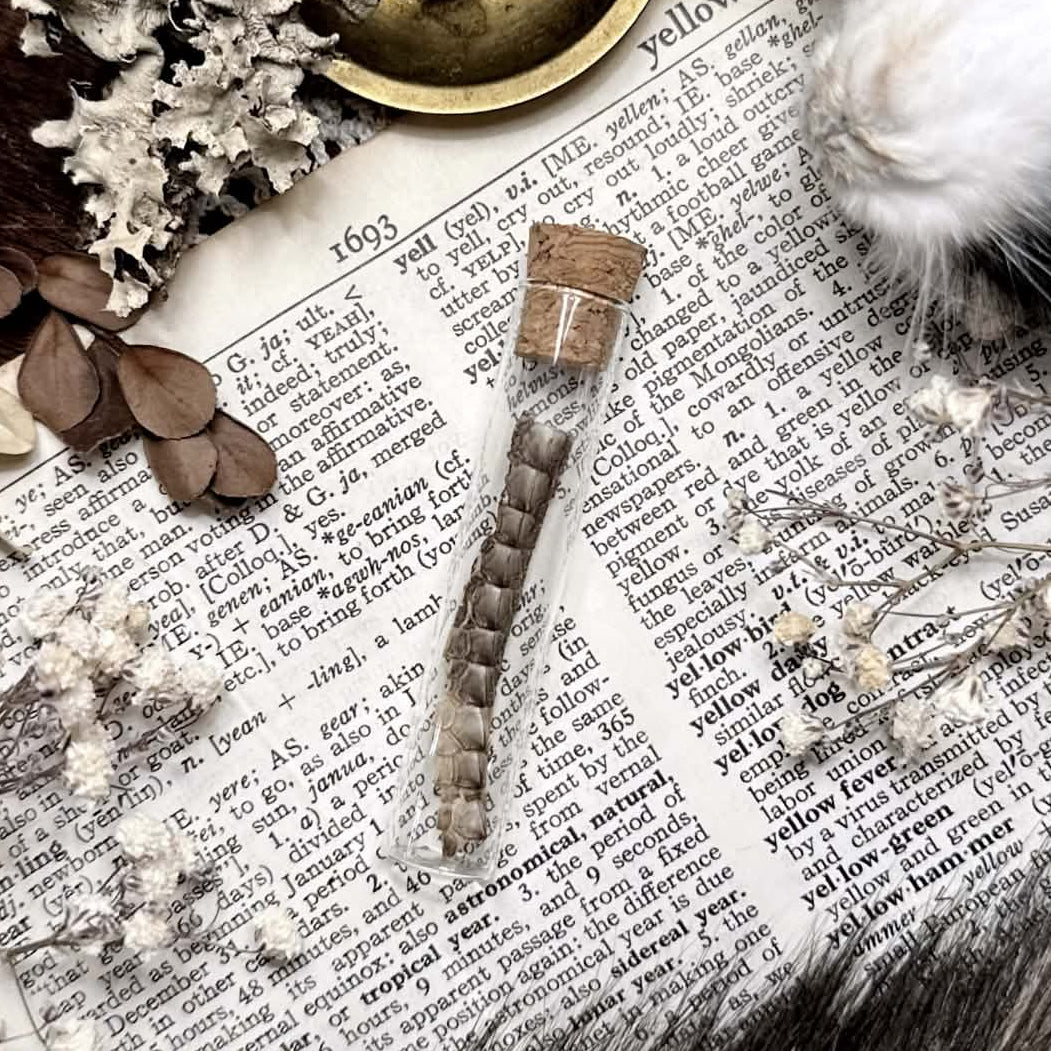 Real Petite Rhino Iguana Spikes in Glass Vial – No. 07