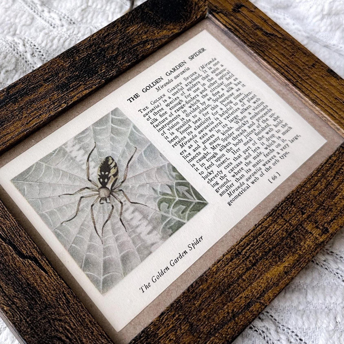 1937 The Golden Garden Spider – 4x6 Framed Vintage 1930's Insect Book Page