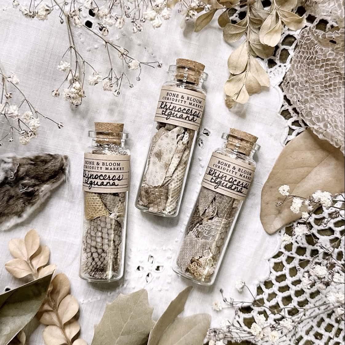 Real Rhino Iguana Skin Shed in Glass Vial