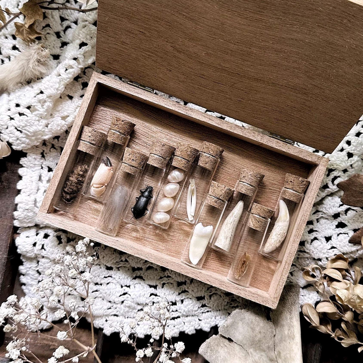 Gorgeous Petite Natural History Collection in Cigar Box