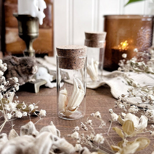 One Real Petite Dungeness Crab Claw in Glass Vial – No. 11