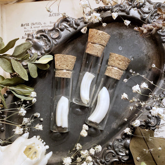 One Real Beaver Tooth in Glass Vial – No. 01