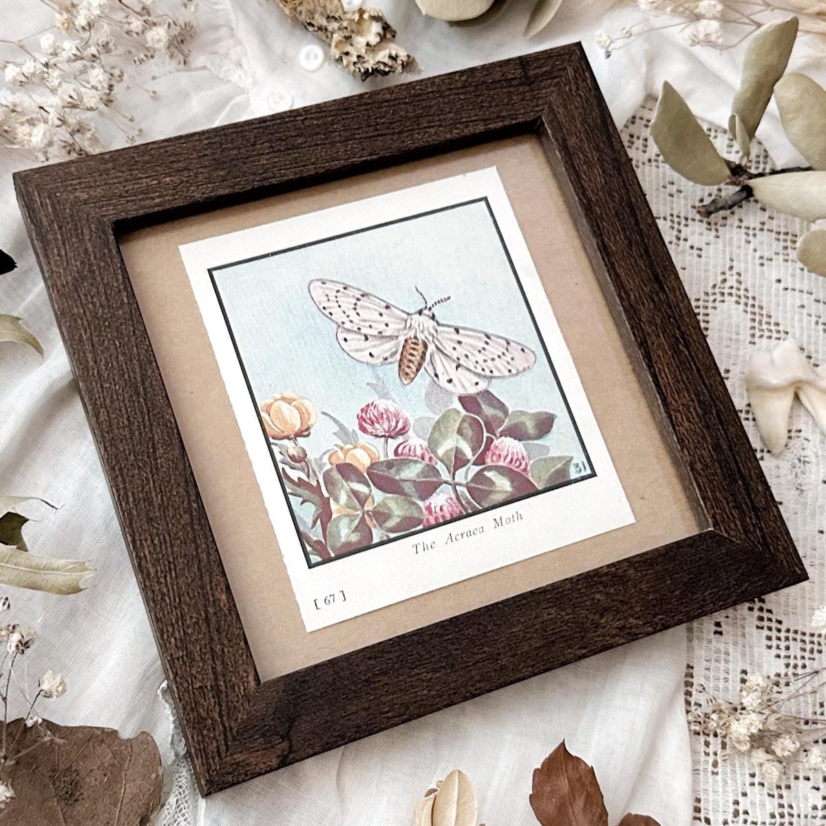 1934 The Acraea Moth – 4x4 Framed Vintage 1930's Print