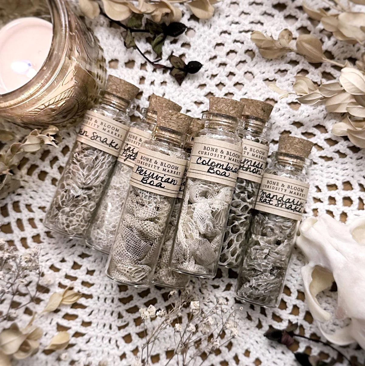 Collection of 6 Real Mystery Snake Skins in Glass Vials