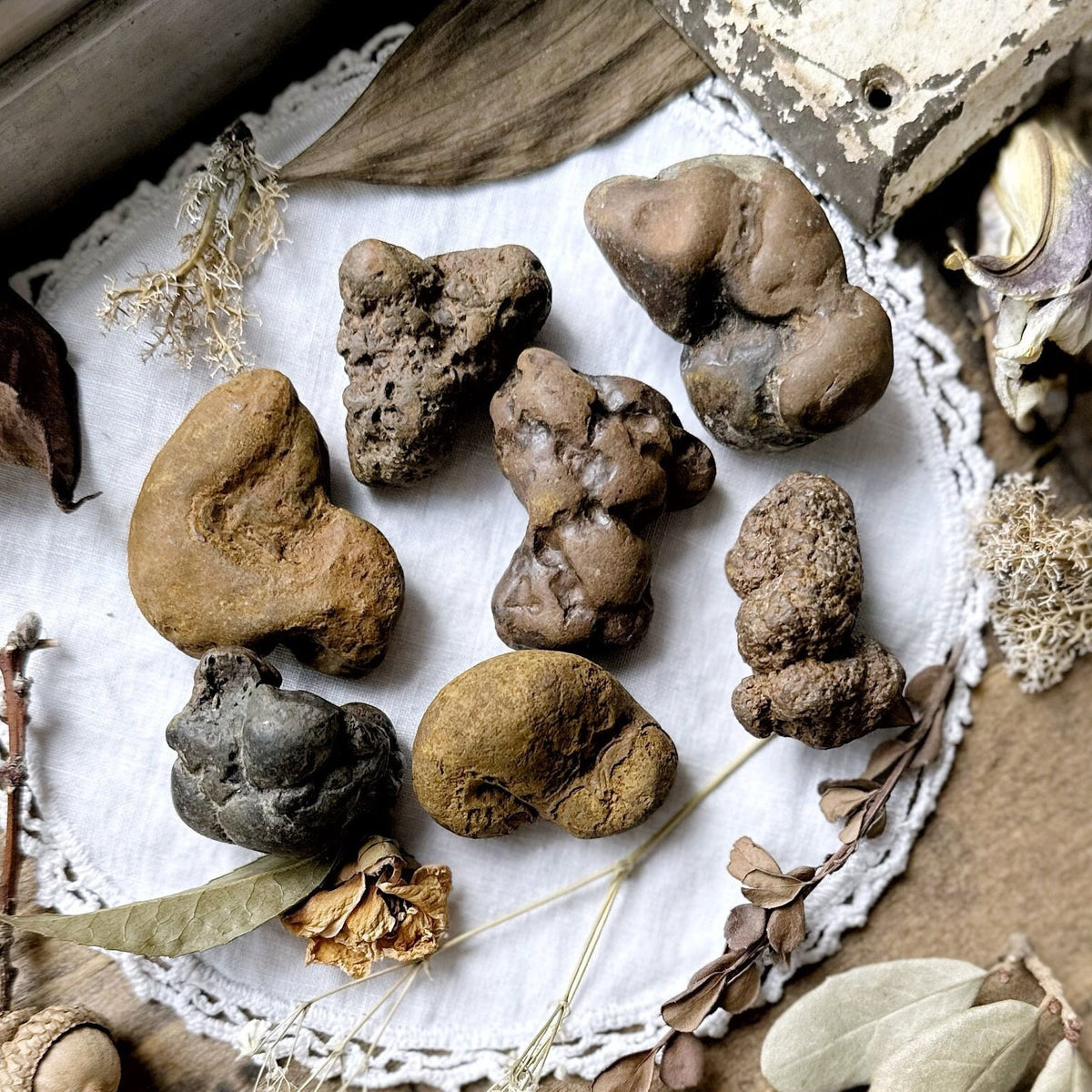 One Large Mystery Coprolite Fossil (Fossilized Poop)
