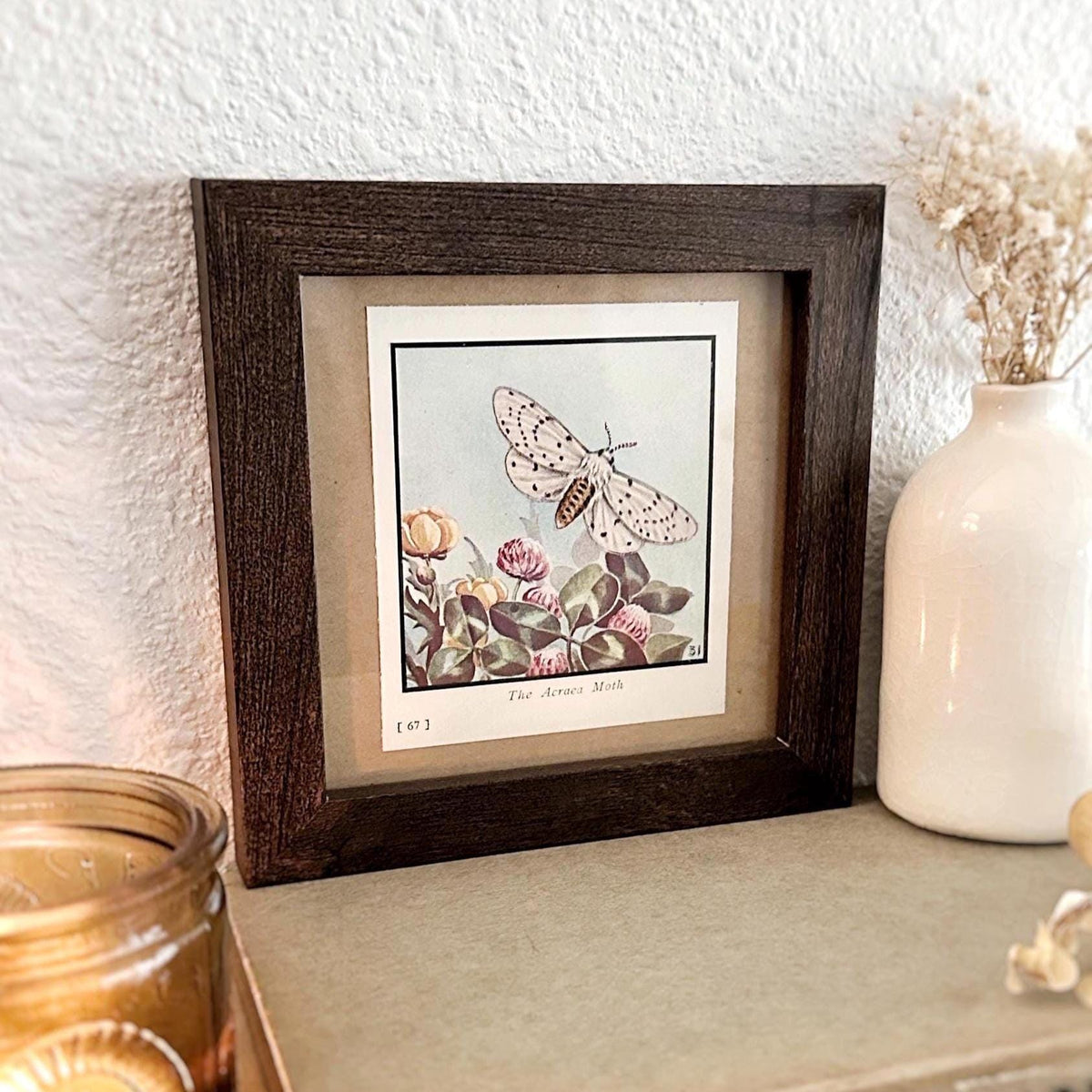 1934 The Acraea Moth – 4x4 Framed Vintage 1930's Print
