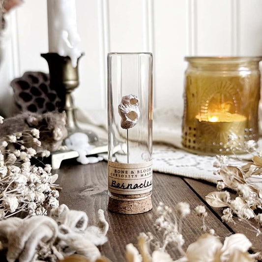 Real Dried Barnacle Specimen in Glass Vial – No. 01