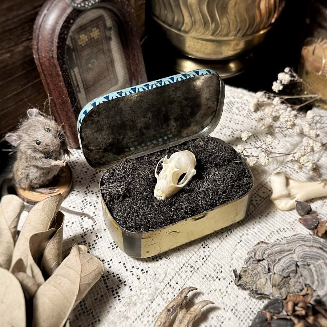 Real Fruit Bat Skull in Vintage Metal Pastilles Tin – No. 02