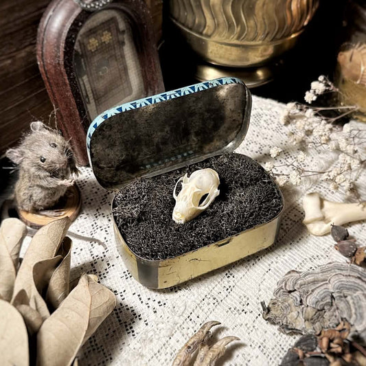 Real Fruit Bat Skull in Vintage Metal Pastilles Tin – No. 02