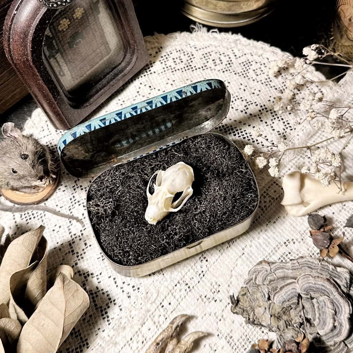 Real Fruit Bat Skull in Vintage Metal Pastilles Tin – No. 02