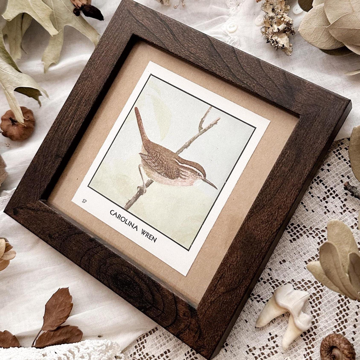 1931 The Carolina Wren – 4x4 Framed Vintage 1930's Bird Print