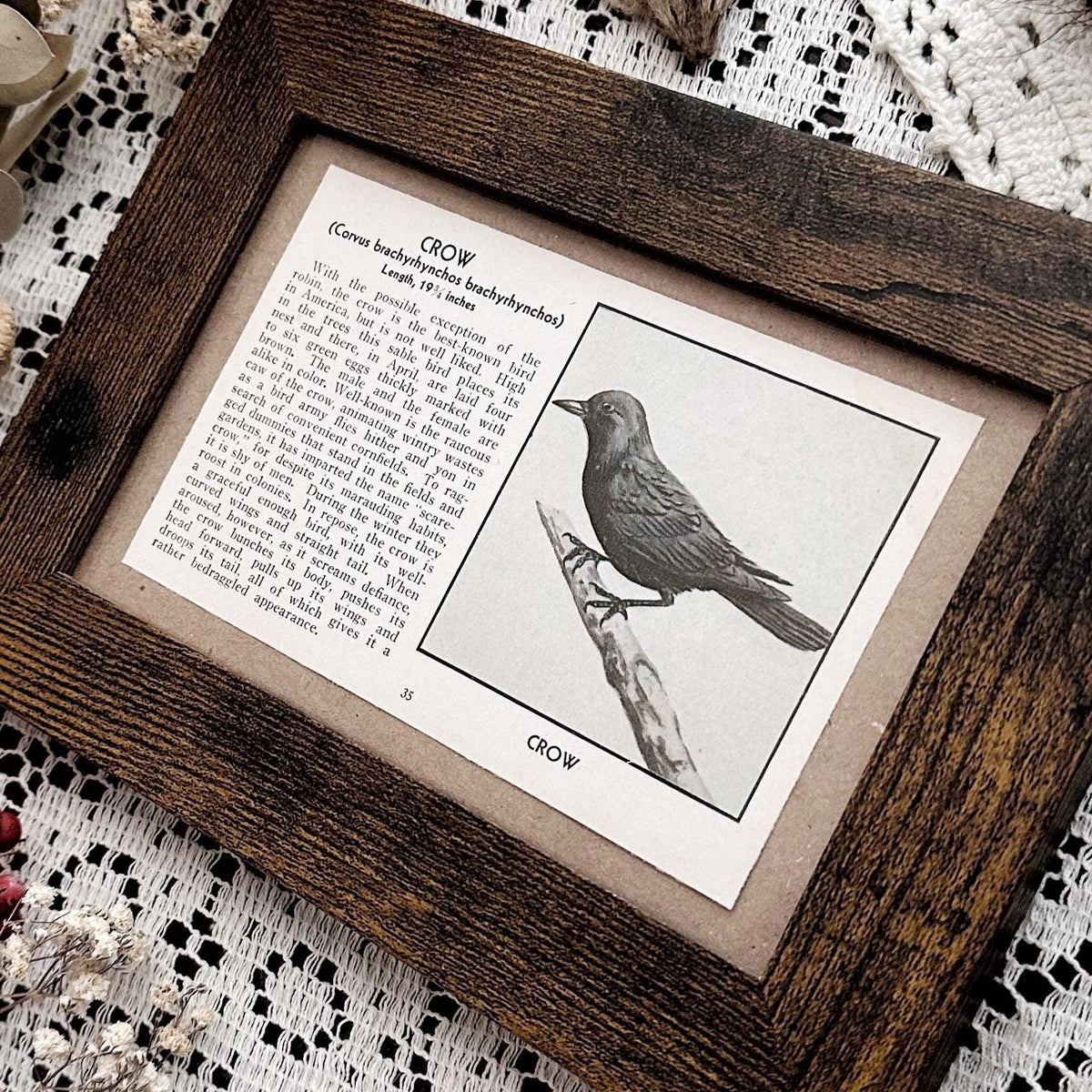1931 The Crow – 4x6 Framed Vintage 1930's Bird Book Page