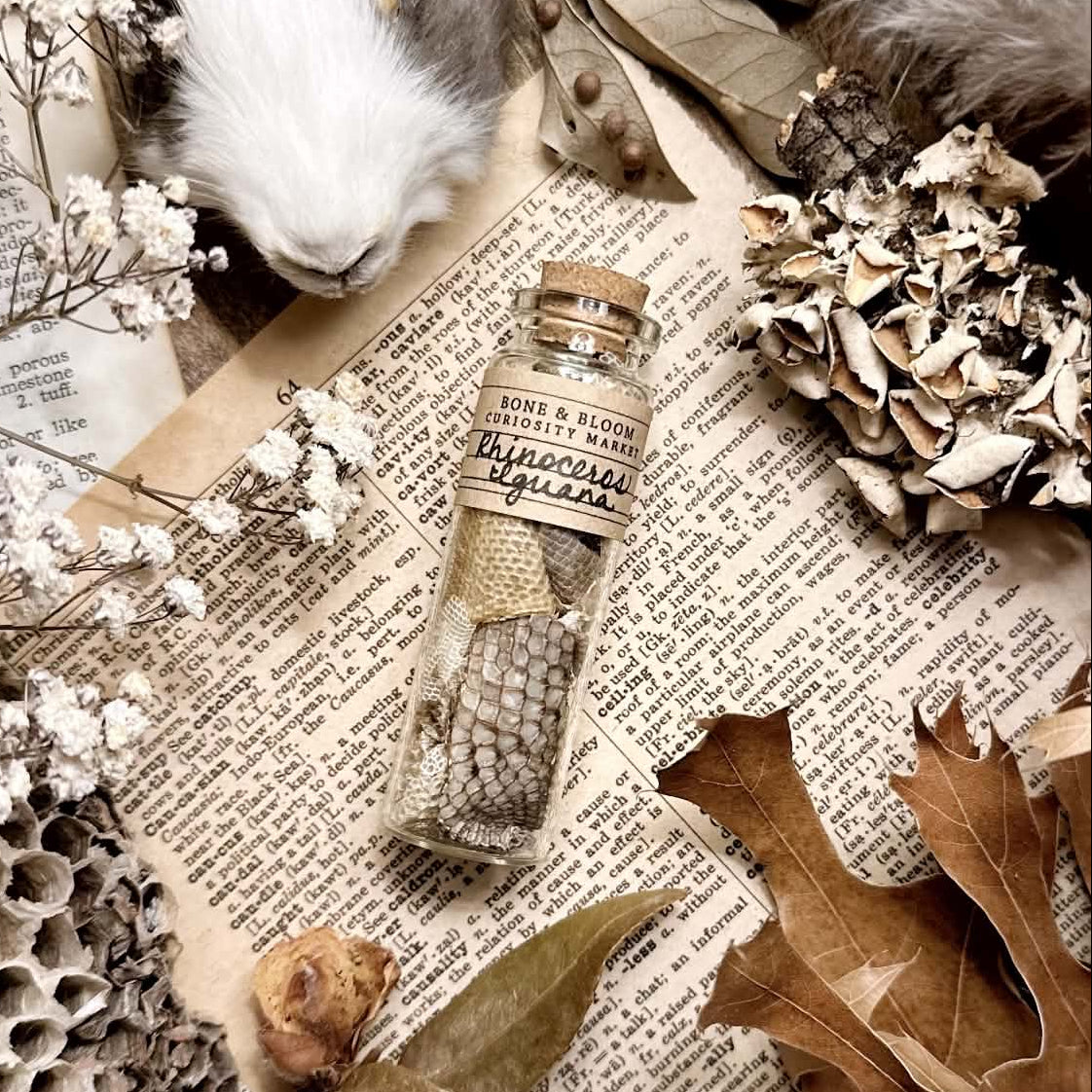 Real Rhino Iguana Skin Shed in Glass Vial