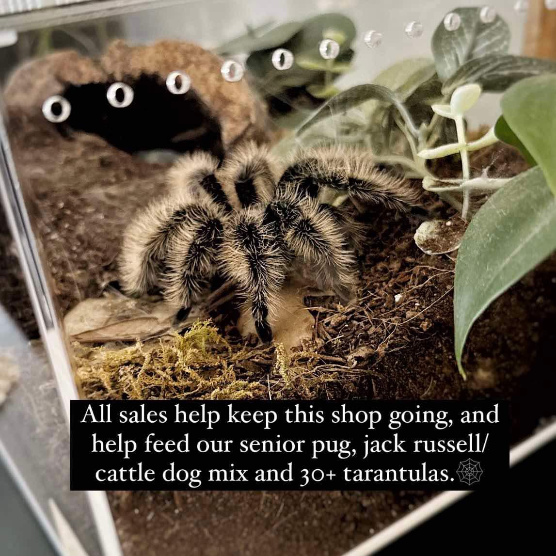 Mascara Birdeater Tarantula Leg in Glass Vial – No. 01
