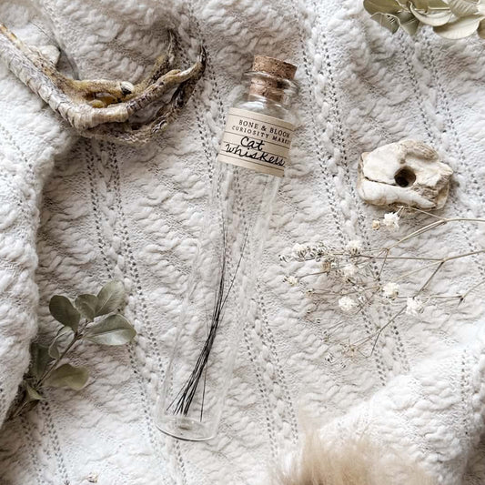 Real Black Cat Whiskers in Glass Vial – No. 01