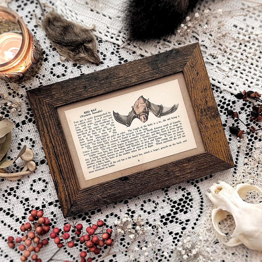 1938 The Red Bat – 4x6 Framed Vintage 1930's Animal Book Page