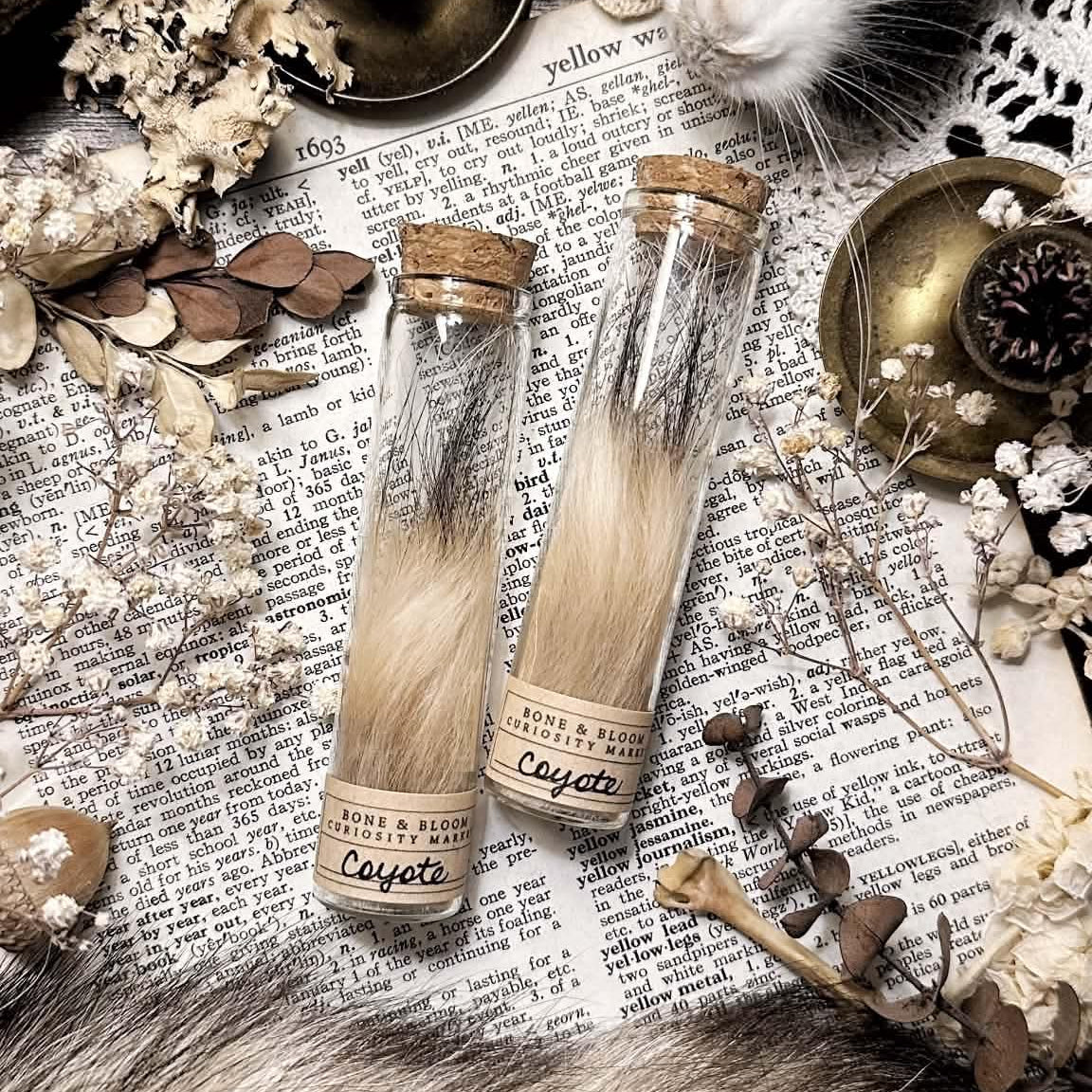 Real Coyote Fur in Glass Vial