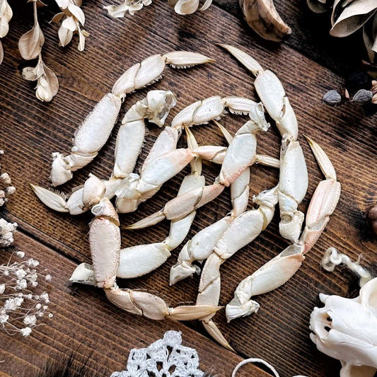 One Real Medium Dried Dungeness Crab Leg