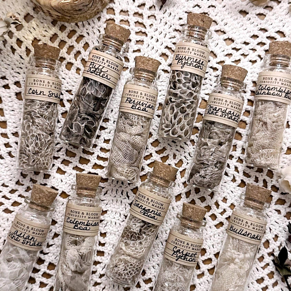 Real Mystery Snake Skin in Glass Vial, Labeled with Species