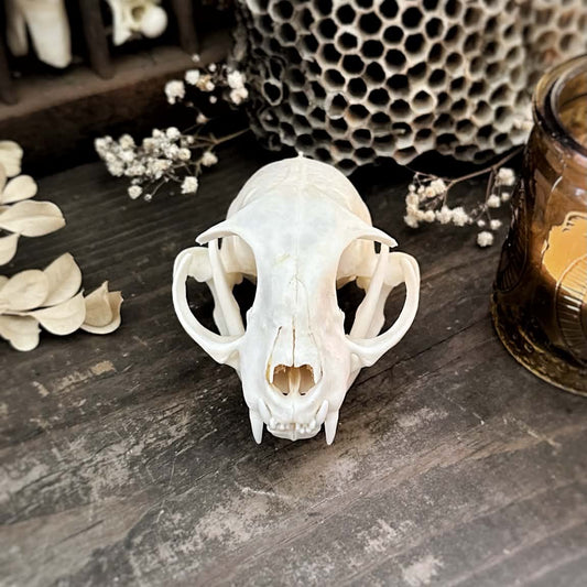 Real Cat Skull – Hester