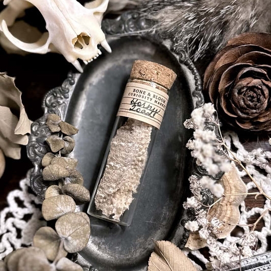 Real Horned Toad Skin Shed in Glass Vial – No. 03