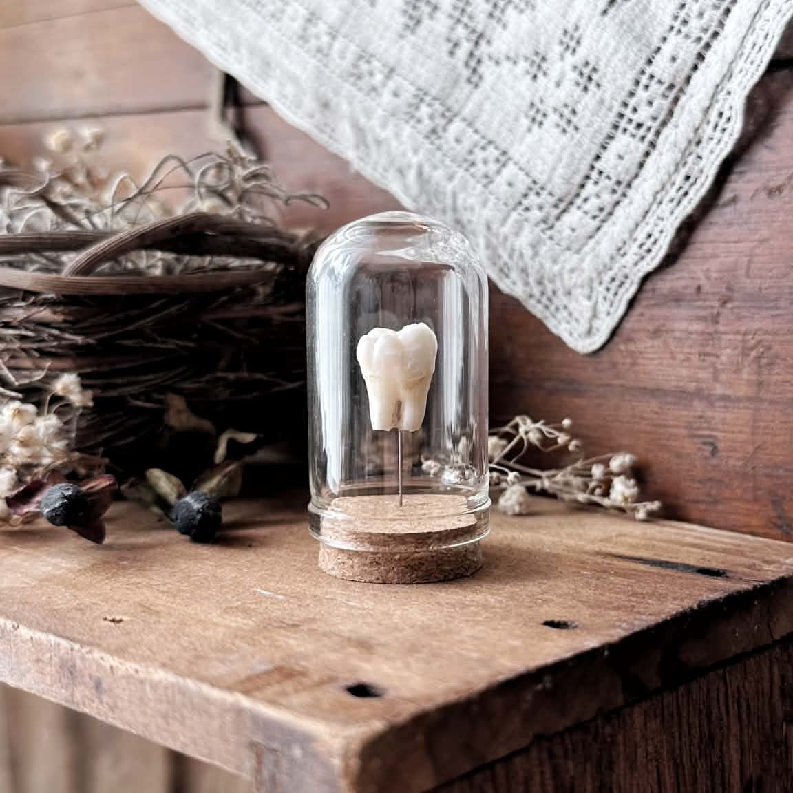 Real Human Tooth in Glass Dome