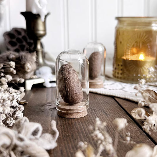 One Real Dried Moose Pellet in Glass Dome