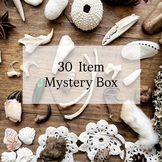 30 Items – Natural History Mystery Box Collection | Oddities Mystery Box