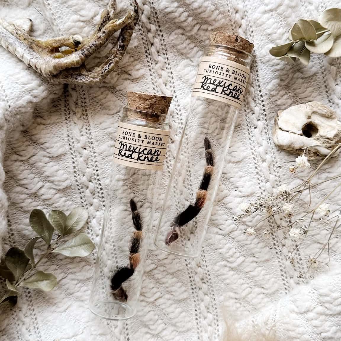 One Real Mexican Red Knee Tarantula Leg in Glass Vial – No. 01