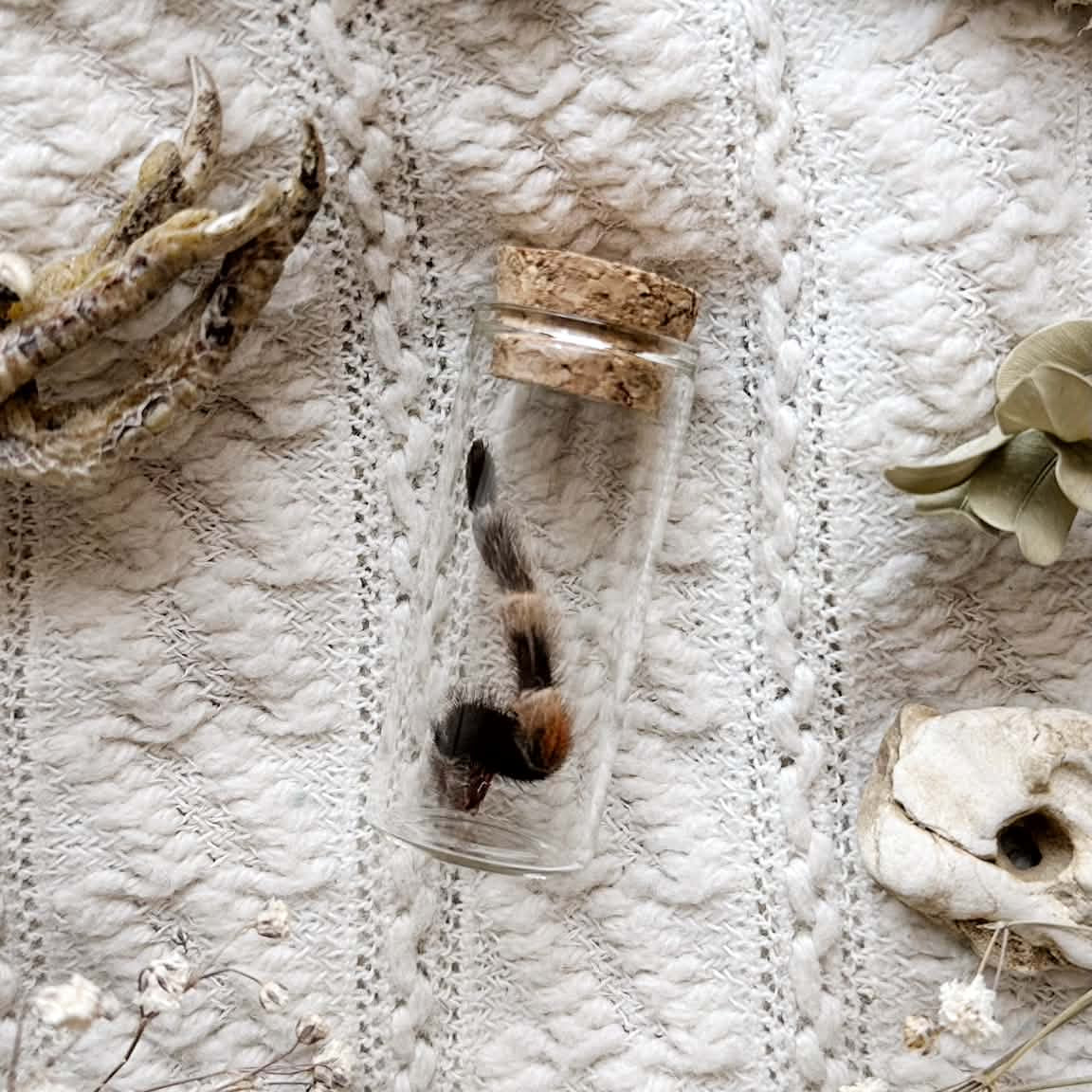 Real Mexican Red Knee Tarantula Leg in Glass Vial – No. 03