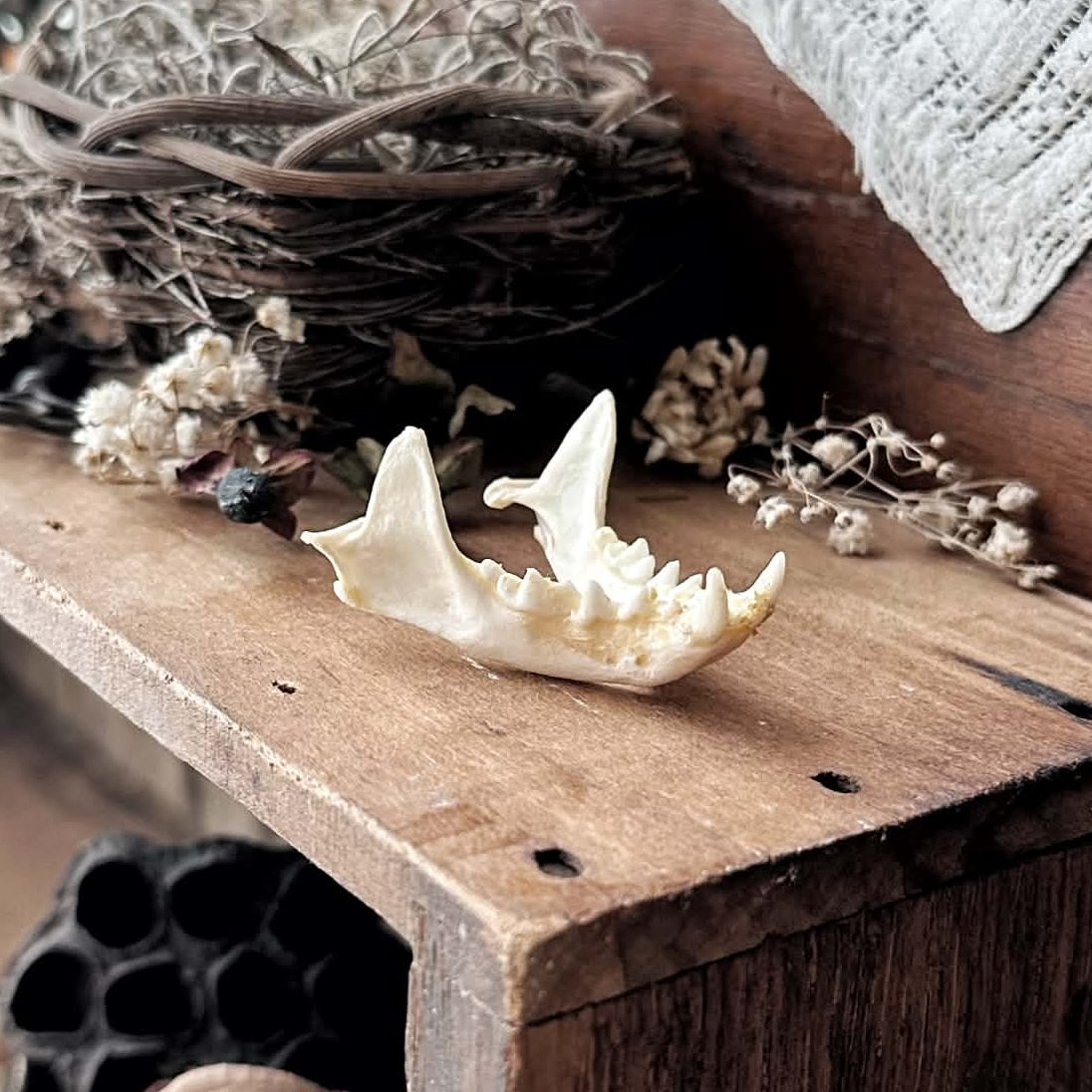 Real Full Rustic Mink Jawbone