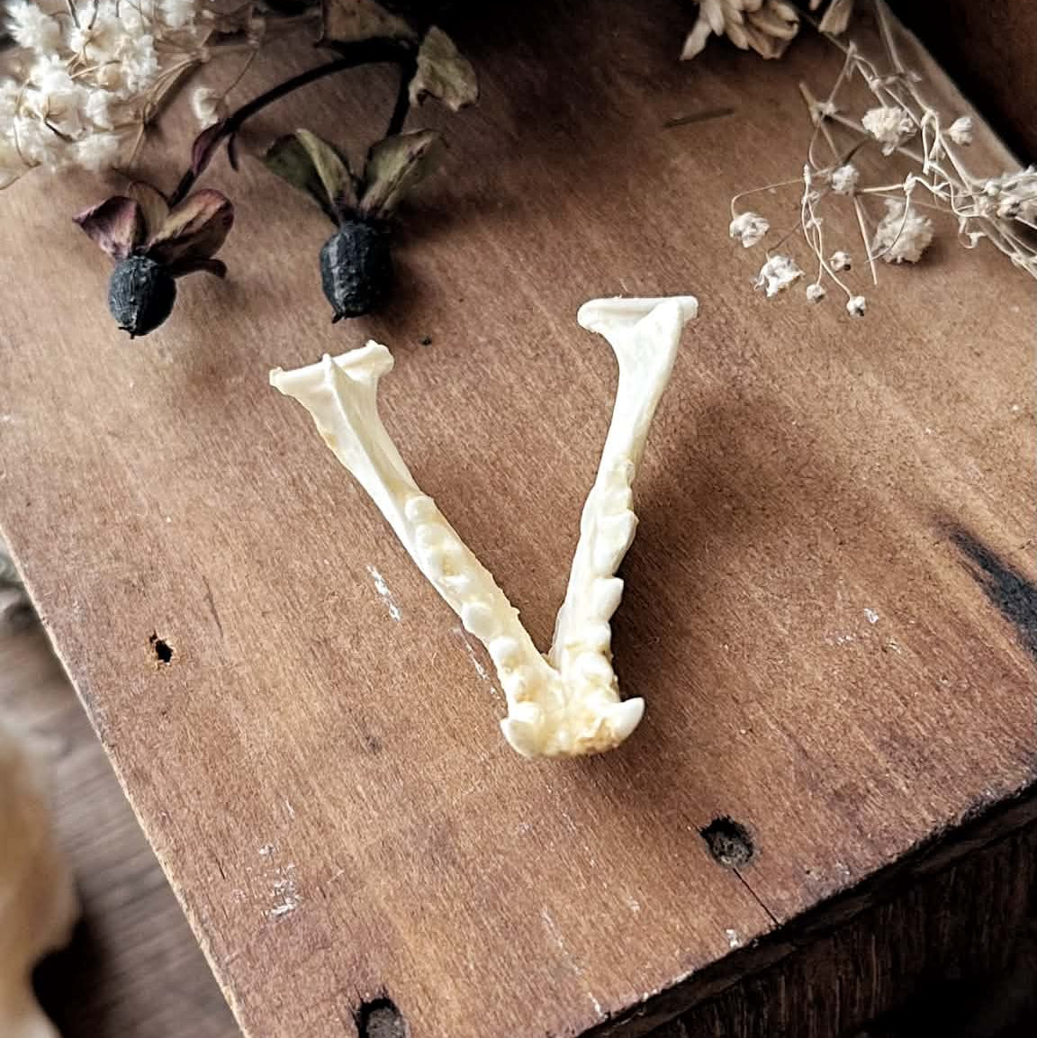 Real Full Rustic Mink Jawbone