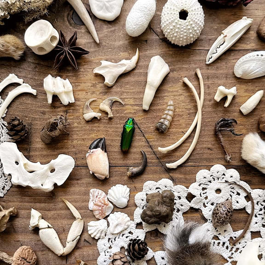30 Items – Natural History Mystery Box Collection | Oddities Mystery Box