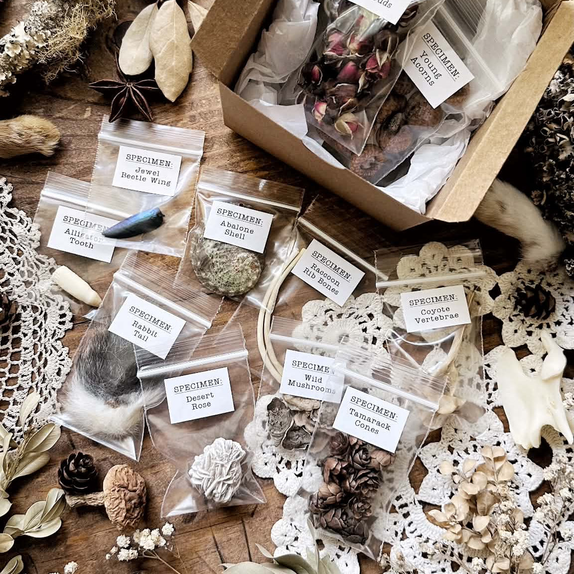 5 Items – Natural History Mystery Box Collection | Oddities Mystery Box