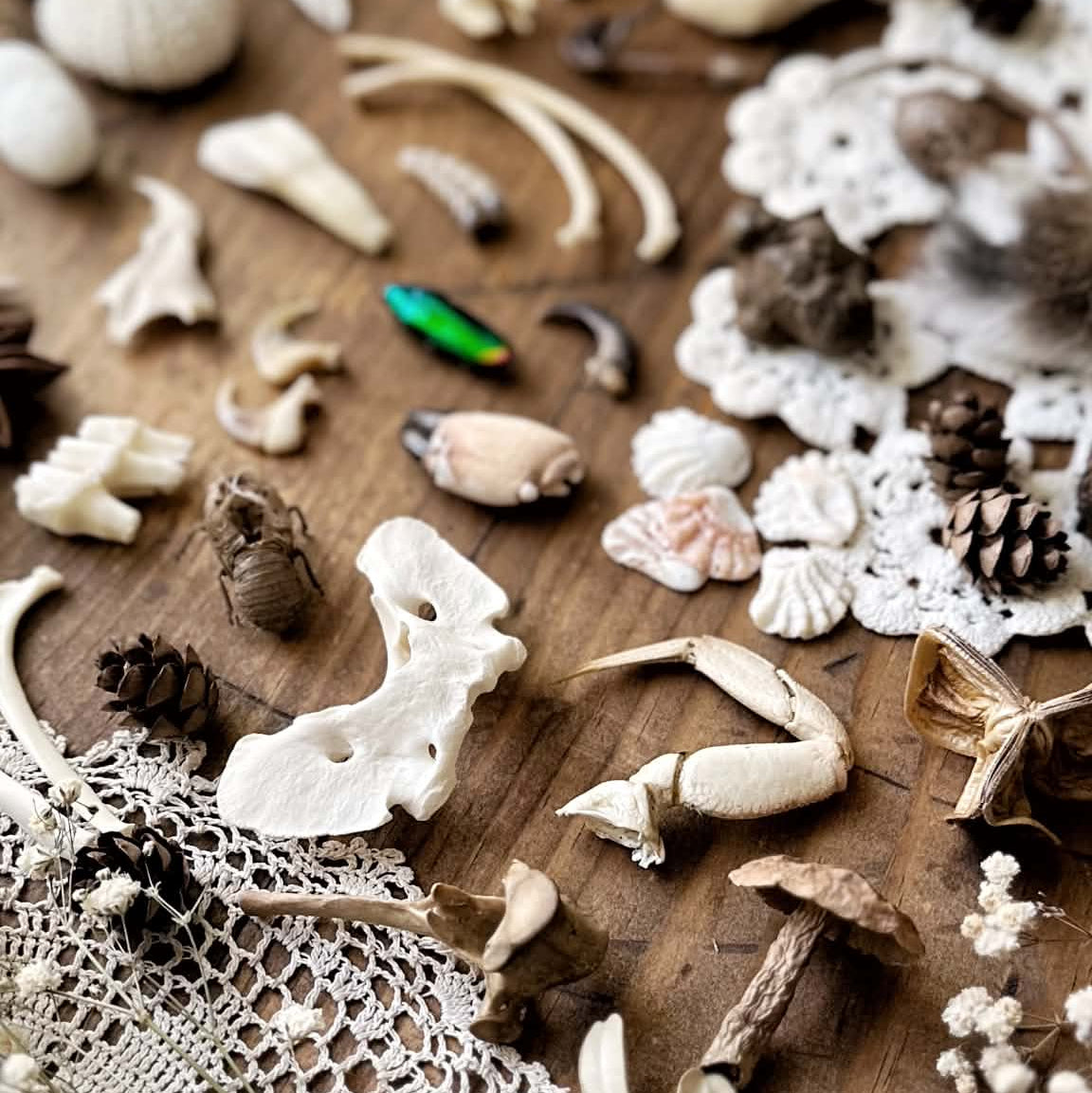 5 Items – Natural History Mystery Box Collection | Oddities Mystery Box