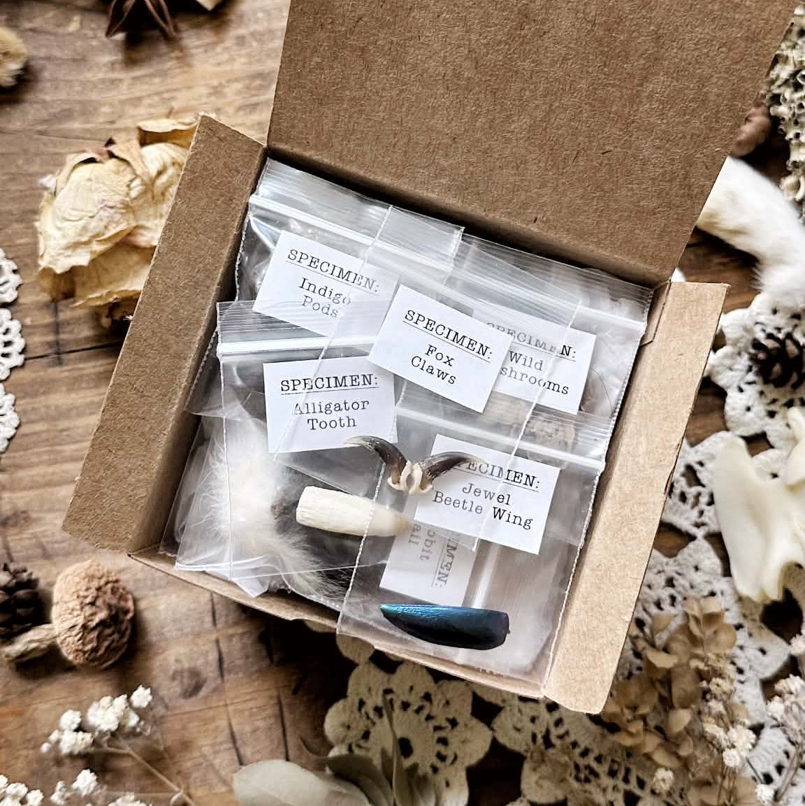 5 Items – Natural History Mystery Box Collection | Oddities Mystery Box
