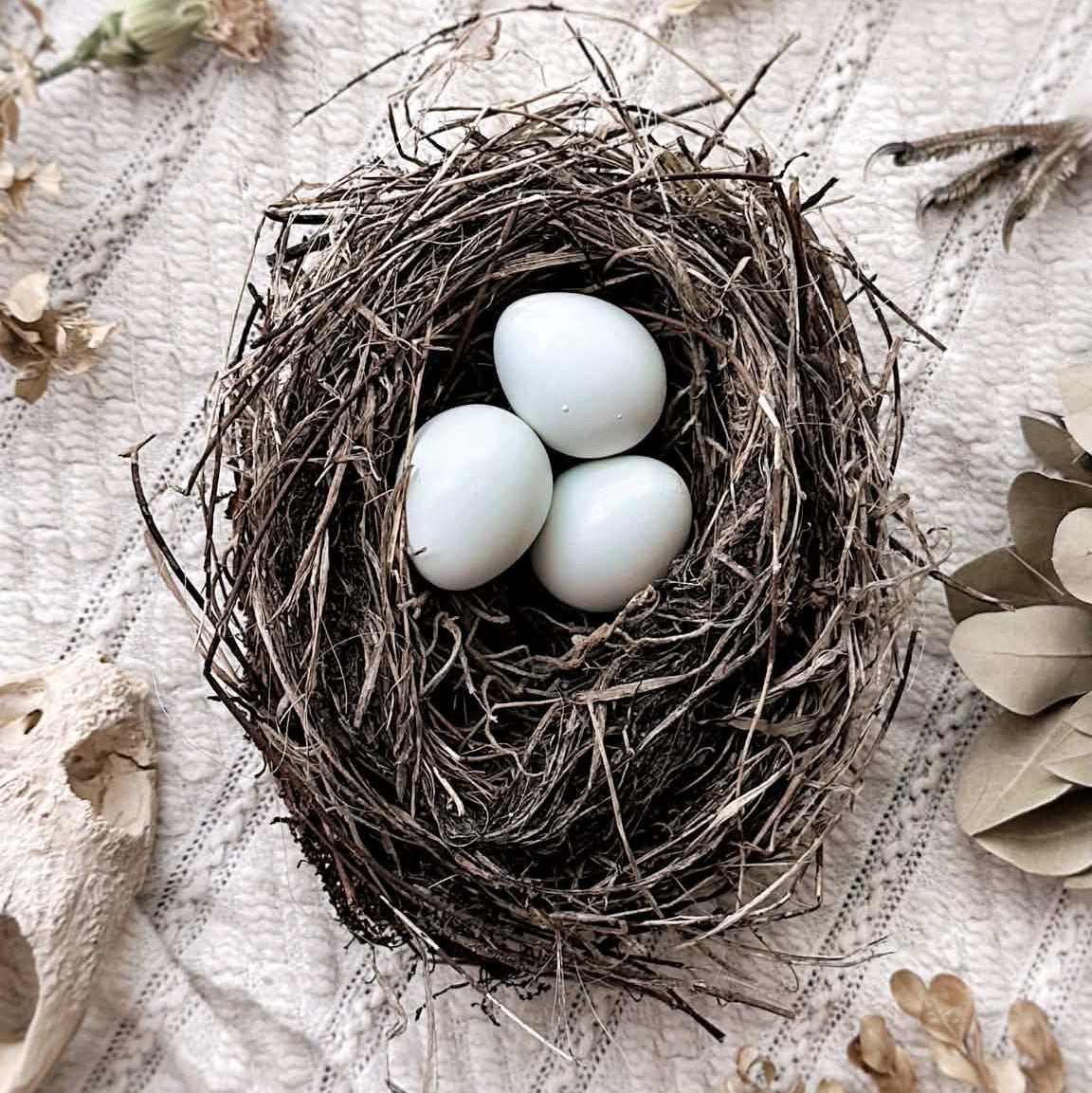 Real Bird's Nest With Blue Quail Eggs