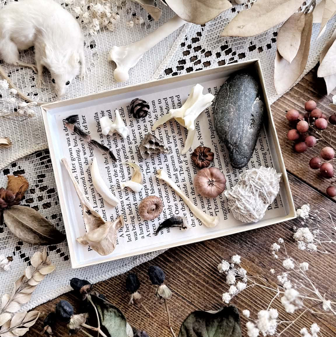 Natural History Collection – No. 01 | Bones, Teeth, Oddities Collection