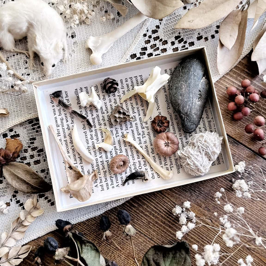 Natural History Collection – No. 01 | Bones, Teeth, Oddities Collection