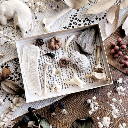 Natural History Collection – No. 02 | Bones, Teeth, Oddities Collection